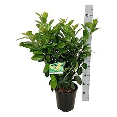 Prunus l. 'Etna'