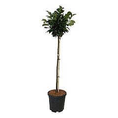 Prunus l. 'Etna'