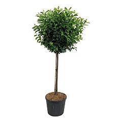 Prunus l. 'Etna'