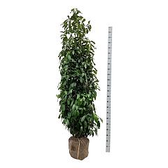 Prunus l. 'Genolia'(R)