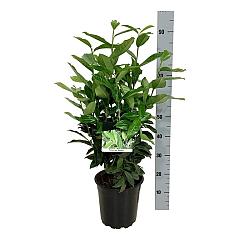 Prunus l. 'Genolia'(R)