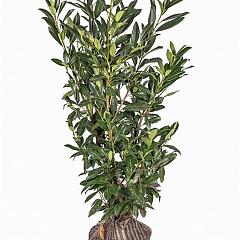 Prunus l. 'Herbergii'