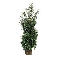 Prunus l. 'Herbergii'