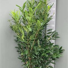 Prunus l. 'Herbergii'