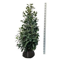 Prunus l. 'Novita'
