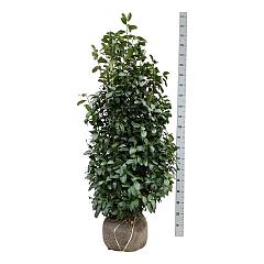 Prunus l. 'Obelisk'