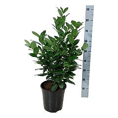 Prunus l. 'Obelisk'