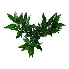 Prunus l. Renault Ace