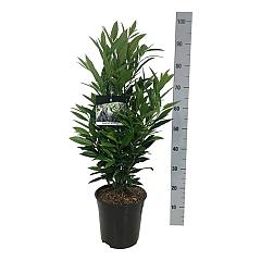 Prunus l. Renault Ace