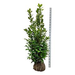 Prunus l. 'Rotundifolia'