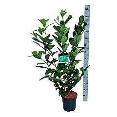 Prunus l. 'Rotundifolia'