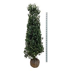 Prunus lusitanica 'Angustifolia'