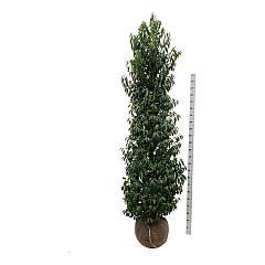 Prunus lusitanica 'Angustifolia'