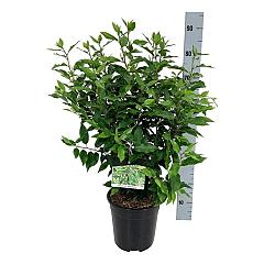 Prunus lusitanica 'Angustifolia'