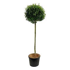 Prunus lusitanica 'Angustifolia'