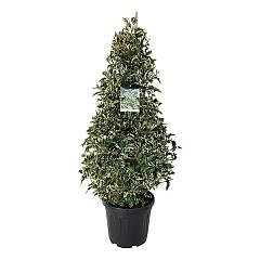 Prunus lusitanica 'Variegata'