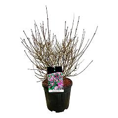 Syringa meyeri 'Palibin'