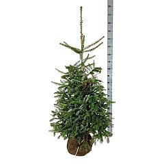 Abies koreana