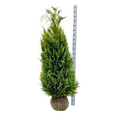 Chamaecyparis l. 'Ivonne'