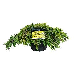 Juniperus comm. 'Goldschatz'