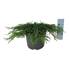 Juniperus comm. 'Green Carpet'