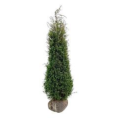 Juniperus comm. 'Hibernica'