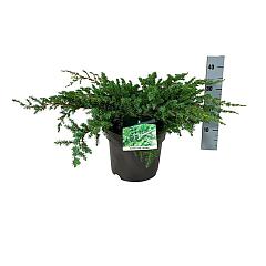 Juniperus conferta 'Schlager'