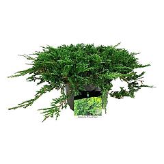 Juniperus hor. 'Prince of Wales'