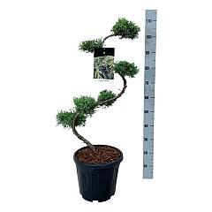 Juniperus pfitzeriana