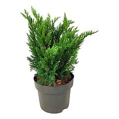 Juniperus pf. 'Blue Chiffon'