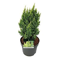 Juniperus pingii 'Hulsdonk Yellow'