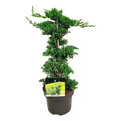 Juniperus procumbens 'Nana'