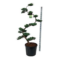 Juniperus virg. 'Grey Owl'