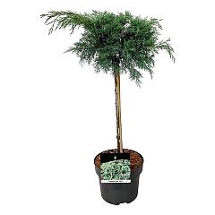 Juniperus virg. 'Hetz'