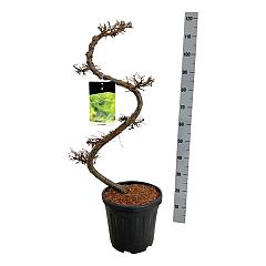 Larix kaempferi