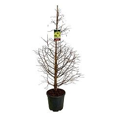 Metasequoia gl. 'Dameswood Tawny Fleece'