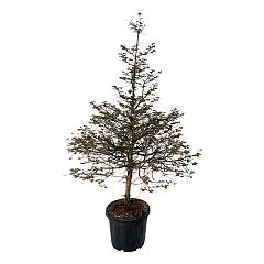 Metasequoia gl. 'Dameswood Tawny Fleece'