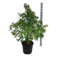 Metasequoia gl. 'Hamlet's Broom'