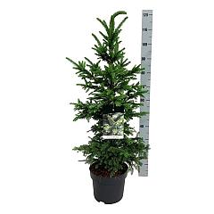 Picea abies 'Will's Zwerg'