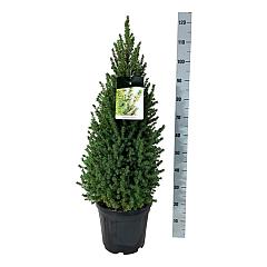 Picea glauca 'Perfecta'