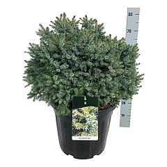 Picea omorika 'Nana'