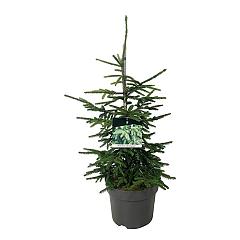 Picea orientalis 'Aureospicata'
