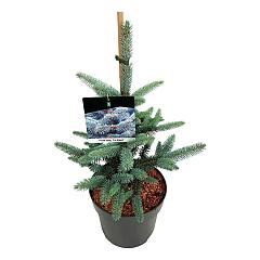 Picea pungens 'Fat Albert'