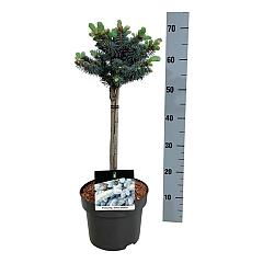 Picea pungens 'Glauca Globosa'