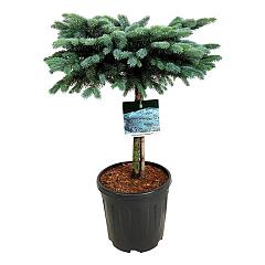 Picea pungens 'Karpaten'