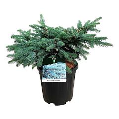 Picea pungens 'Karpaten'