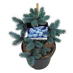 Picea pungens 'Oldenburg'