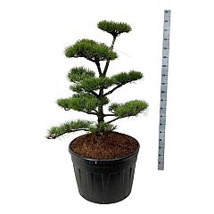 Pinus contorta