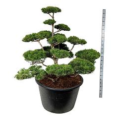 Pinus contorta