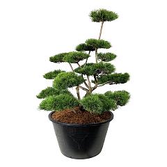 Pinus contorta
